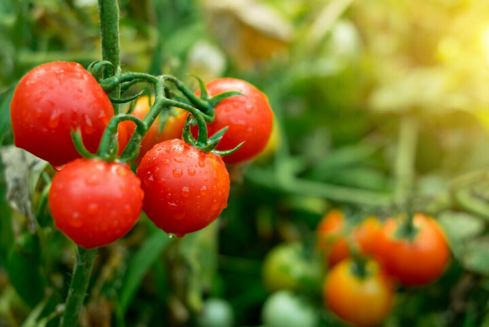 Odla tomat på balkongen eller terrassen