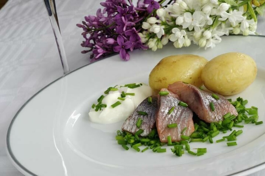 Sveriges nationalrätt sill och potatis veckans middagstips