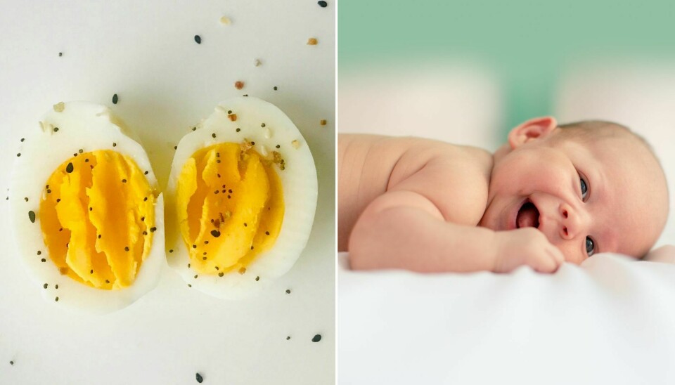 Ägg till bebis – en kort guide